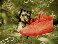 Самый маленький Английский Йорк Терьер - <ro>Изображение</ro><ru>Изображение</ru> #2, <ru>Объявление</ru> #917688