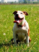 Девочки щенки Амстафф. Терьера.(Киев). - <ro>Изображение</ro><ru>Изображение</ru> #7, <ru>Объявление</ru> #800669