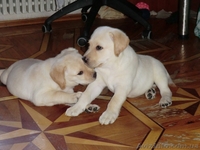 Палевые щенки лабрадора 2 девочки - <ro>Изображение</ro><ru>Изображение</ru> #1, <ru>Объявление</ru> #930695