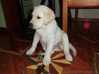 Палевые щенки лабрадора 2 девочки - <ro>Изображение</ro><ru>Изображение</ru> #2, <ru>Объявление</ru> #930695