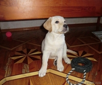 Палевые щенки лабрадора 2 девочки - <ro>Изображение</ro><ru>Изображение</ru> #3, <ru>Объявление</ru> #930695