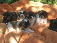 щенков пекинеса - <ro>Изображение</ro><ru>Изображение</ru> #1, <ru>Объявление</ru> #927281