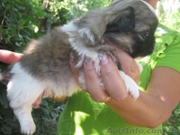 щенков пекинеса - <ro>Изображение</ro><ru>Изображение</ru> #3, <ru>Объявление</ru> #927281