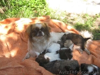 щенков пекинеса - <ro>Изображение</ro><ru>Изображение</ru> #4, <ru>Объявление</ru> #927281