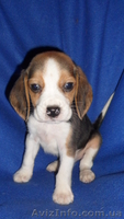 продам щенков бигля - <ro>Изображение</ro><ru>Изображение</ru> #4, <ru>Объявление</ru> #937062