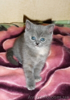 Котенок скотиш страйт - <ro>Изображение</ro><ru>Изображение</ru> #1, <ru>Объявление</ru> #929178