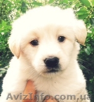 Подарю невероятного щенка - <ro>Изображение</ro><ru>Изображение</ru> #1, <ru>Объявление</ru> #944180