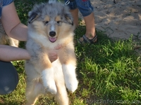 Породные щенки колли - <ro>Изображение</ro><ru>Изображение</ru> #3, <ru>Объявление</ru> #916879