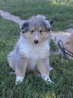 Породные щенки колли - <ro>Изображение</ro><ru>Изображение</ru> #4, <ru>Объявление</ru> #916879