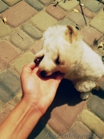 Подарю невероятного щенка - <ro>Изображение</ro><ru>Изображение</ru> #4, <ru>Объявление</ru> #944180