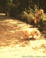 Подарю невероятного щенка - <ro>Изображение</ro><ru>Изображение</ru> #6, <ru>Объявление</ru> #944180