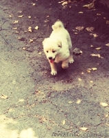 Подарю невероятного щенка - <ro>Изображение</ro><ru>Изображение</ru> #5, <ru>Объявление</ru> #944180