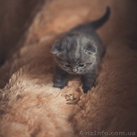 Шотландские пушистики! - <ro>Изображение</ro><ru>Изображение</ru> #1, <ru>Объявление</ru> #958263