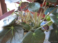 Бегонии, пепиромия, фуксия, мирт, абутилон и др. - <ro>Изображение</ro><ru>Изображение</ru> #1, <ru>Объявление</ru> #796991