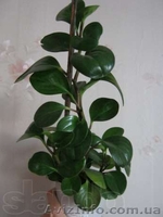 Бегонии, пепиромия, фуксия, мирт, абутилон и др. - <ro>Изображение</ro><ru>Изображение</ru> #3, <ru>Объявление</ru> #796991