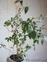 Бегонии, пепиромия, фуксия, мирт, абутилон и др. - <ro>Изображение</ro><ru>Изображение</ru> #4, <ru>Объявление</ru> #796991