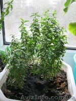 Бегонии, пепиромия, фуксия, мирт, абутилон и др. - <ro>Изображение</ro><ru>Изображение</ru> #8, <ru>Объявление</ru> #796991