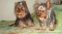 девочки йорки мини и мелкий стандарт. - <ro>Изображение</ro><ru>Изображение</ru> #1, <ru>Объявление</ru> #952801