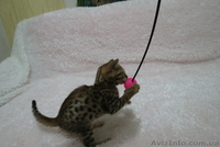 Бенгальский котёнок(мини леопард). - <ro>Изображение</ro><ru>Изображение</ru> #4, <ru>Объявление</ru> #952196