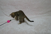 Бенгальский котёнок(мини леопард). - <ro>Изображение</ro><ru>Изображение</ru> #5, <ru>Объявление</ru> #952196