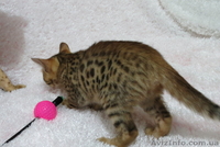 Бенгальский котёнок(мини леопард). - <ro>Изображение</ro><ru>Изображение</ru> #2, <ru>Объявление</ru> #952196