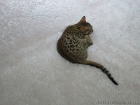 Бенгальский котёнок(мини леопард). - <ro>Изображение</ro><ru>Изображение</ru> #7, <ru>Объявление</ru> #952196