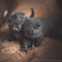 Шотландские пушистики! - <ro>Изображение</ro><ru>Изображение</ru> #2, <ru>Объявление</ru> #958263