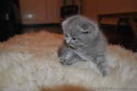 Шотландские пушистики! - <ro>Изображение</ro><ru>Изображение</ru> #3, <ru>Объявление</ru> #958263