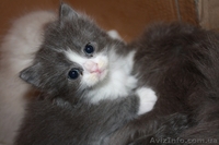 ПОДАРЮ КОТЯТ!!! - <ro>Изображение</ro><ru>Изображение</ru> #1, <ru>Объявление</ru> #960353