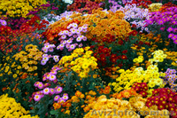 Экскурсии по Украине! Сборные туры из Харькова в Крым, Львов, Соледар - <ro>Изображение</ro><ru>Изображение</ru> #4, <ru>Объявление</ru> #521470