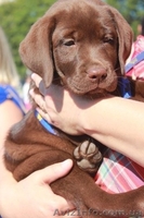Шоколадные щенки Лабрадора-Ретривера - <ro>Изображение</ro><ru>Изображение</ru> #2, <ru>Объявление</ru> #939191