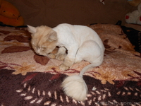 Стрижка собак и кошек! - <ro>Изображение</ro><ru>Изображение</ru> #3, <ru>Объявление</ru> #864152