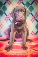 Шоколадные щенки Лабрадора-Ретривера - <ro>Изображение</ro><ru>Изображение</ru> #1, <ru>Объявление</ru> #939191