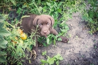 Шоколадные щенки Лабрадора-Ретривера - <ro>Изображение</ro><ru>Изображение</ru> #3, <ru>Объявление</ru> #939191