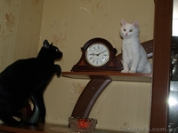 котенок помесь ангорской - <ro>Изображение</ro><ru>Изображение</ru> #3, <ru>Объявление</ru> #989405