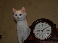 котенок помесь ангорской - <ro>Изображение</ro><ru>Изображение</ru> #2, <ru>Объявление</ru> #989405