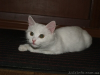 котенок помесь ангорской - <ro>Изображение</ro><ru>Изображение</ru> #1, <ru>Объявление</ru> #989405
