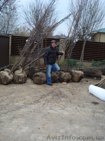 Декоративно лиственные, хвойные и плодовые растения "КРУПНОМЕРЫ" - <ro>Изображение</ro><ru>Изображение</ru> #2, <ru>Объявление</ru> #1005994