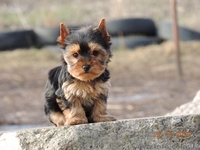  Продается щенок йоркширского терьера - <ro>Изображение</ro><ru>Изображение</ru> #3, <ru>Объявление</ru> #1012946