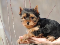  Продается щенок йоркширского терьера - <ro>Изображение</ro><ru>Изображение</ru> #1, <ru>Объявление</ru> #1012946