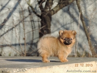 Продадается щенок померанского шпица - <ro>Изображение</ro><ru>Изображение</ru> #3, <ru>Объявление</ru> #1012947