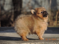 Продадается щенок померанского шпица - <ro>Изображение</ro><ru>Изображение</ru> #2, <ru>Объявление</ru> #1012947