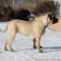 Продаются девочка английского мастифа - <ro>Изображение</ro><ru>Изображение</ru> #3, <ru>Объявление</ru> #1012949