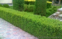 Стрижка живой изгороди и других кустарников! ! ! - <ro>Изображение</ro><ru>Изображение</ru> #4, <ru>Объявление</ru> #1006013