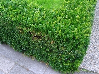 Стрижка живой изгороди и других кустарников! ! ! - <ro>Изображение</ro><ru>Изображение</ru> #3, <ru>Объявление</ru> #1006013