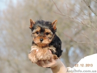  Продается щенок йоркширского терьера - <ro>Изображение</ro><ru>Изображение</ru> #2, <ru>Объявление</ru> #1012946