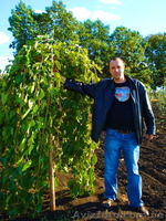 Декоративно лиственные, хвойные и плодовые растения "КРУПНОМЕРЫ" - <ro>Изображение</ro><ru>Изображение</ru> #9, <ru>Объявление</ru> #1005994