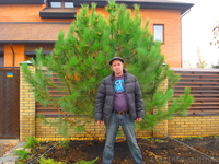 Декоративно лиственные, хвойные и плодовые растения "КРУПНОМЕРЫ" - <ro>Изображение</ro><ru>Изображение</ru> #8, <ru>Объявление</ru> #1005994