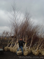 Декоративно лиственные, хвойные и плодовые растения "КРУПНОМЕРЫ" - <ro>Изображение</ro><ru>Изображение</ru> #3, <ru>Объявление</ru> #1005994