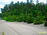 Декоративно лиственные, хвойные и плодовые растения "КРУПНОМЕРЫ" - <ro>Изображение</ro><ru>Изображение</ru> #6, <ru>Объявление</ru> #1005994